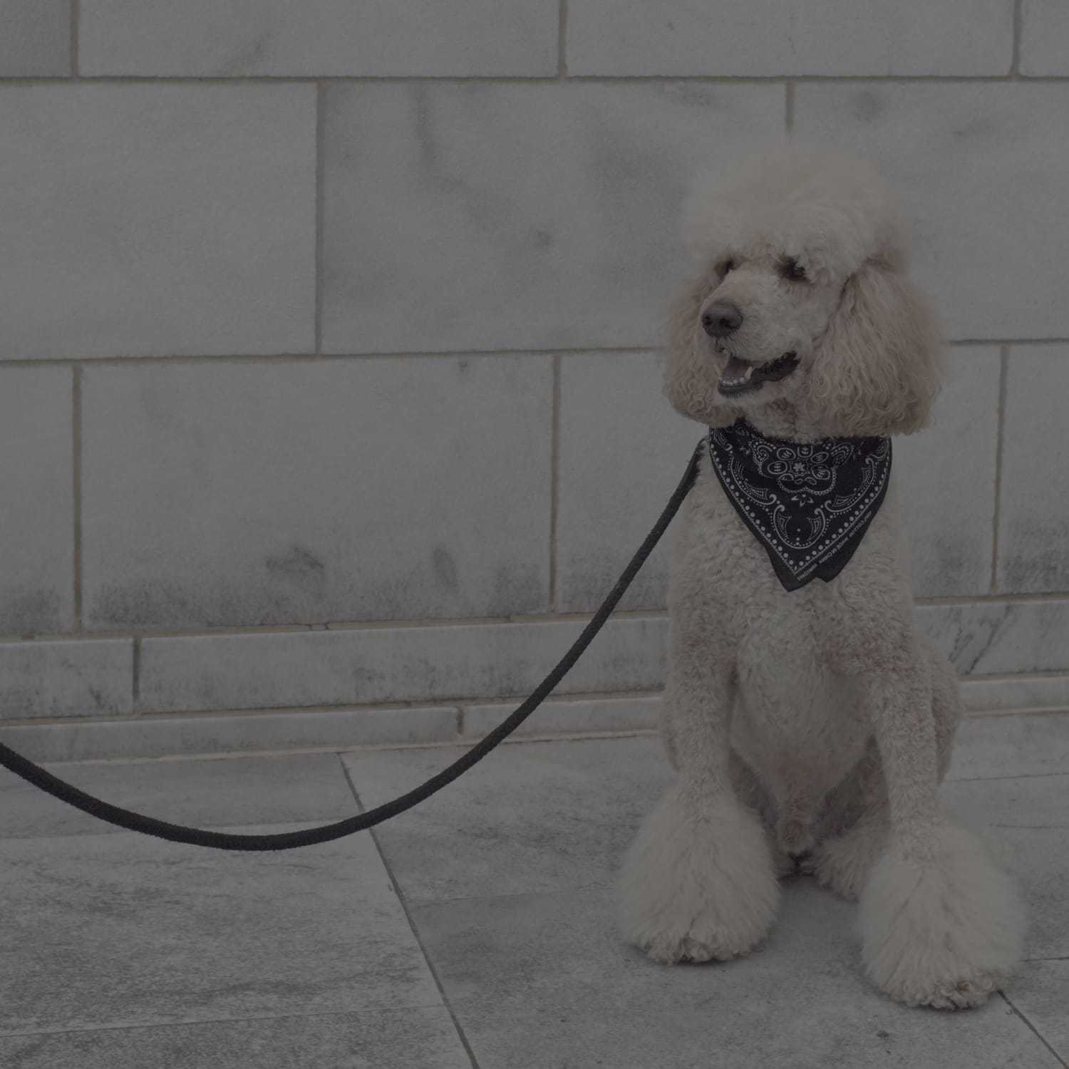 Portrait of Slayter, a professional stylist at Cenergi Salon & Boutique, showcasing their expertise and style.